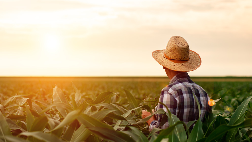 La Bolsa Mercantil de Colombia presenta su nuevo Índice mensual de Precios Agropecuarios