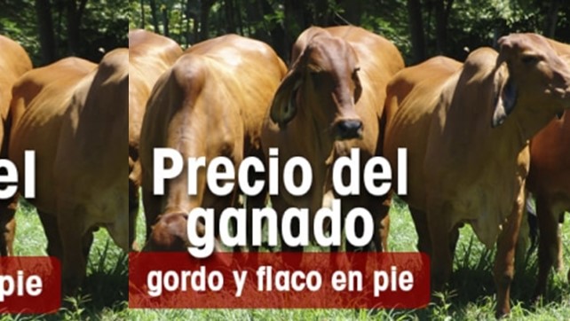 En septiembre el precio promedio del ganado gordo ganó 5,4 puntos