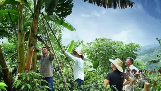 Precios agropecuarios en Colombia tuvieron leve caída en junio