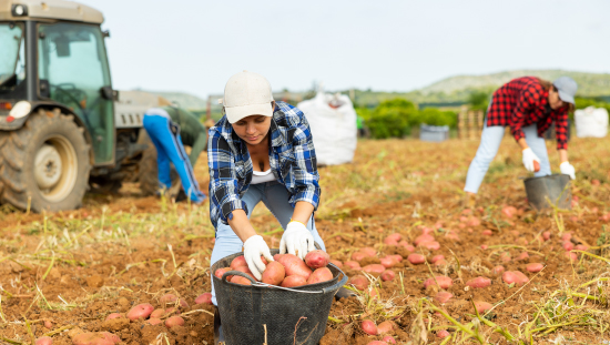 2,1% fue la caída anual de los precios agropecuarios en agosto