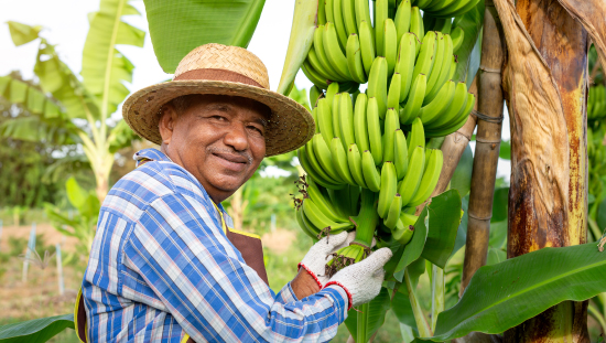 Precios agropecuarios rompen tendencia a la baja con leve crecimiento de 0.5% en octubre