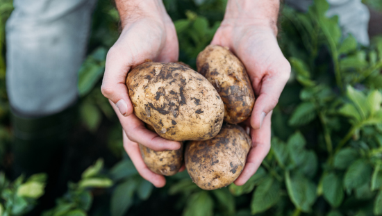 Índice de precios agropecuarios de la Bolsa Mercantil aumentó 0.9% en noviembre
